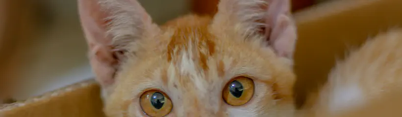 Cover for the article