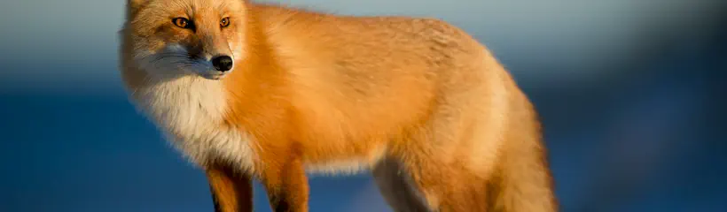 Cover for the article