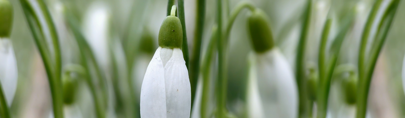 Cover for the article