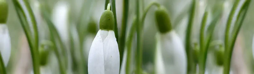 Cover for the article