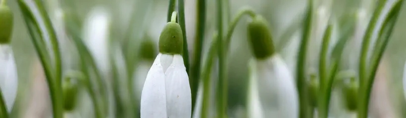 Cover for the article